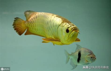 龍魚水溫